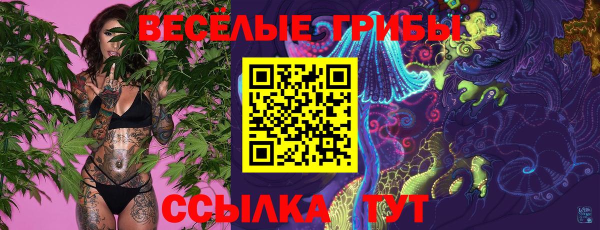 Псилоцибиновые грибы Psilocybine cubensis Пугачёв